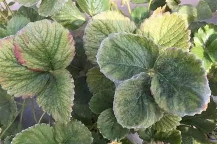 花生底肥用什么肥,花生需要什么肥料才能高产？