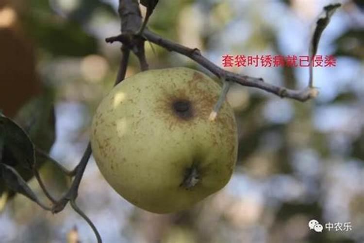 钙肥不能和哪些肥料共用