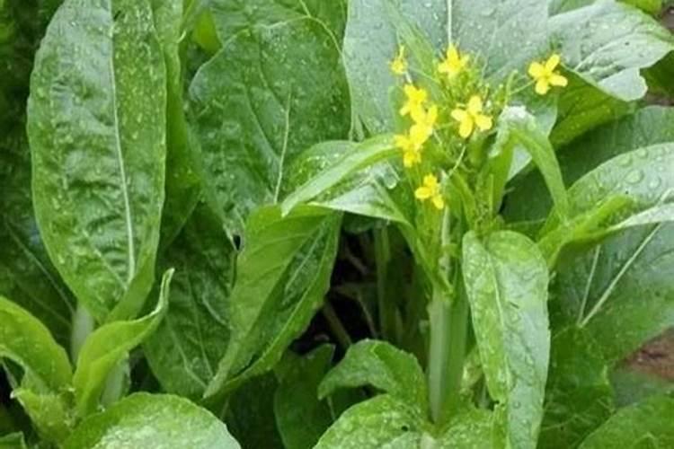 大面积种植小白菜,在追肥时该如何选择肥料？
