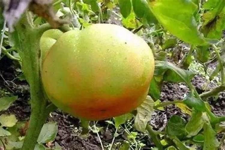 种植蓝莓用史丹利复合肥那个配比最好