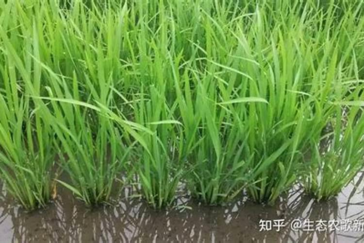 水稻施用氮肥过量有何危害