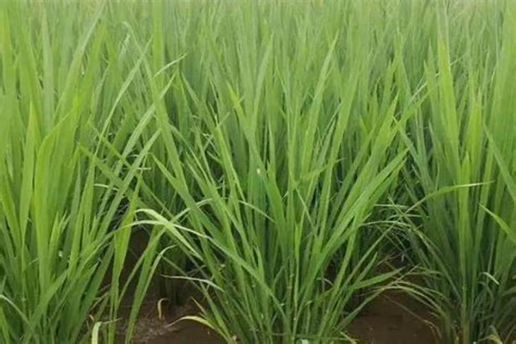 水稻叶面喷肥时间 水稻怎么施肥