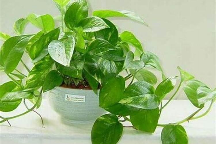 芸苔素的基本信息