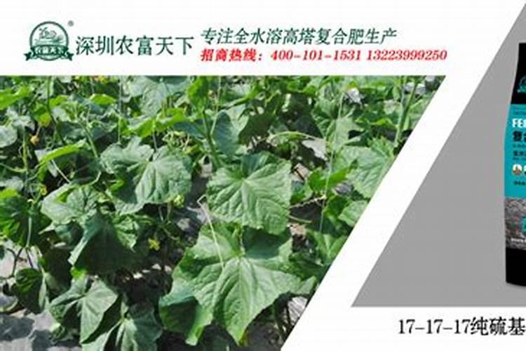 磷酸二氢钾对黄瓜作用