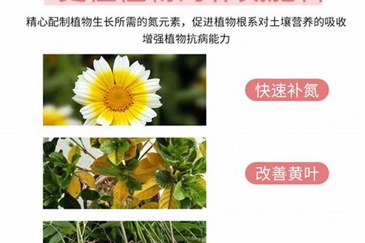 水果皮发酵后是什么肥