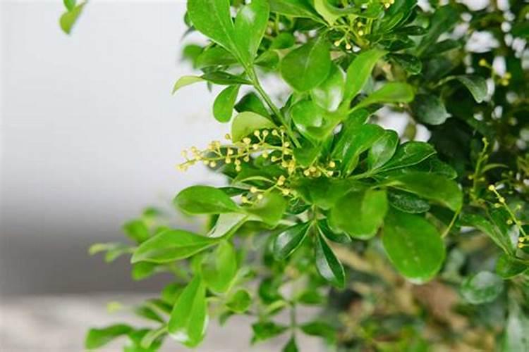 米兰花的养殖方法