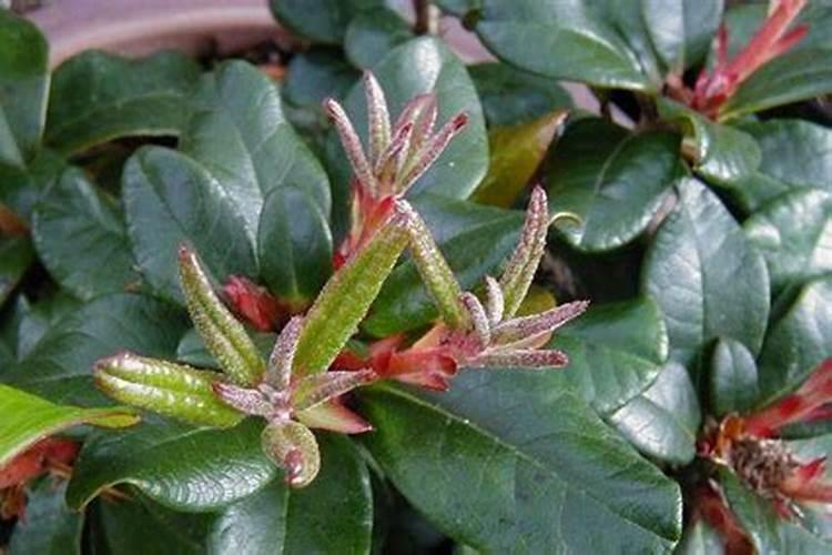 杜鹃花适合用什么肥料？