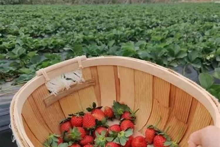 南方有什么水果荔枝产在哪里