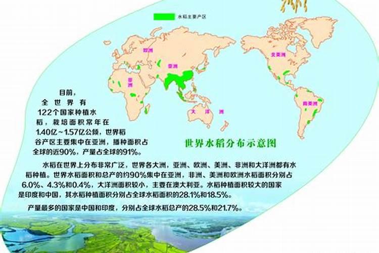 水稻灌浆期用什么叶面肥可增产