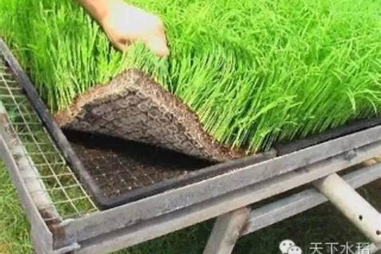 ...钾肥在什么时间较好稻灌浆期用什么叶面肥可增产