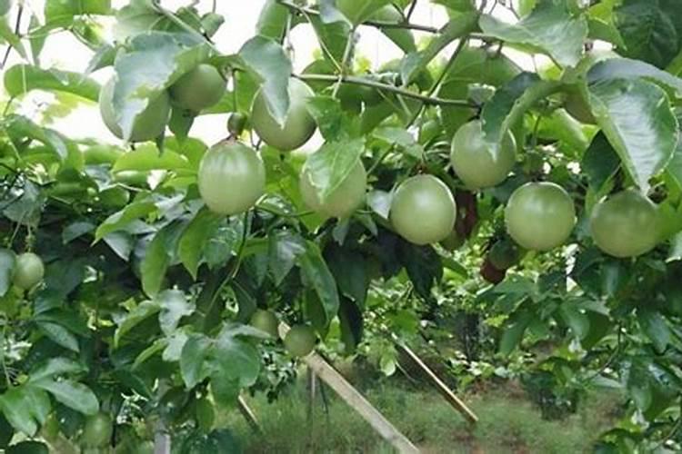百香果施什么肥料最好