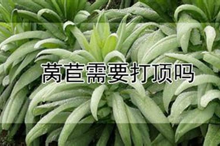 莴笋追肥是尿素好还是复合肥好 莴苣追肥有什么技巧