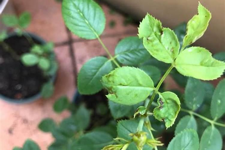 菜苗施了腐熟的尿液菜叶发黄怎么办