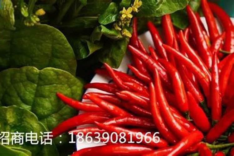 办个有机肥厂要什么条件？