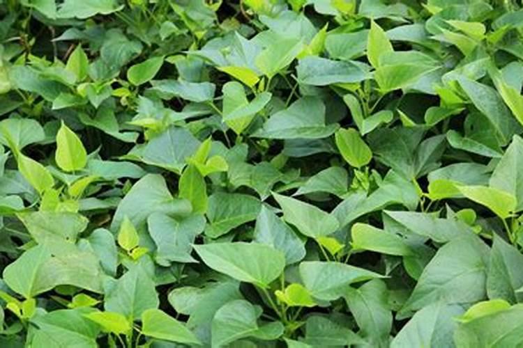 地瓜种植技术施肥