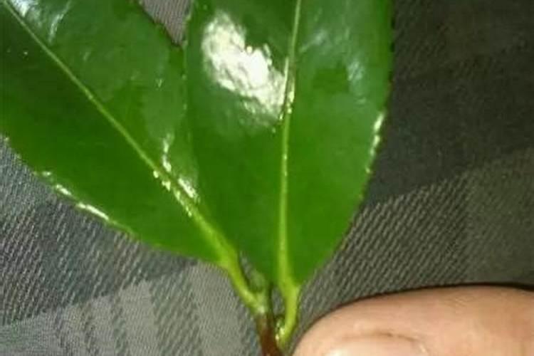 茶花施什么肥料最好
