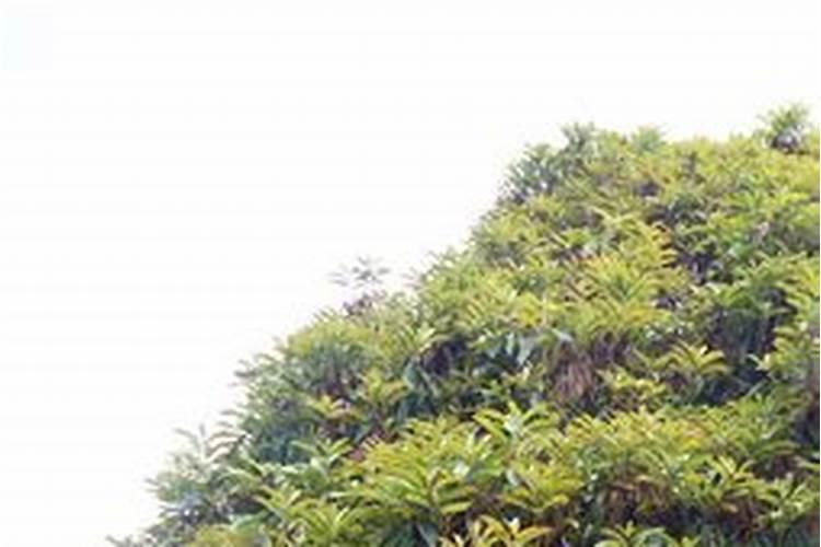 茶花开花过后施什么肥