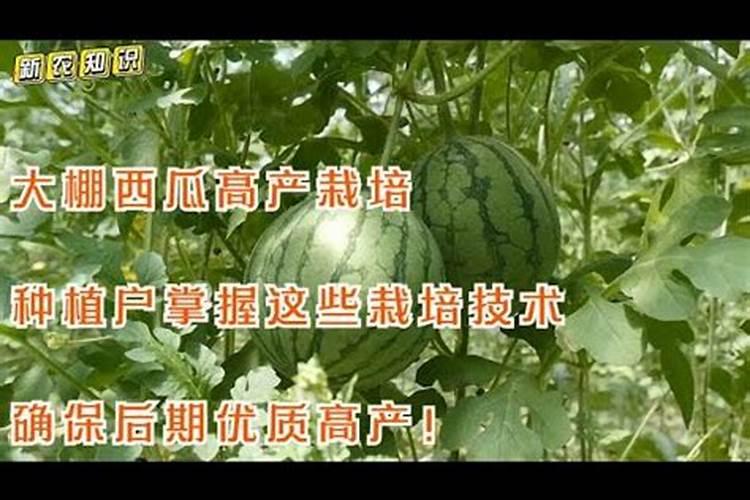 柑橘树春季叶少花芽多是什么问题？