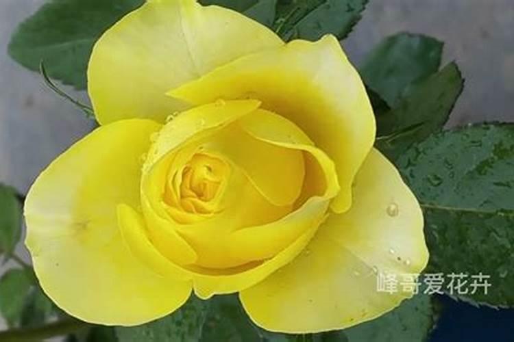 月季开花时能施肥吗,月季开花需要施肥吗