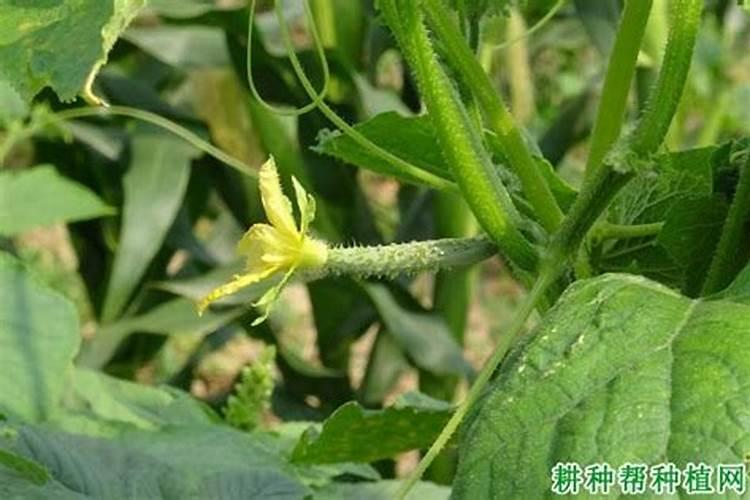 黄瓜缺钙如何解决？如何给黄瓜补充钙元素？