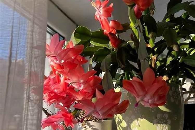 蟹爪兰的施肥方法