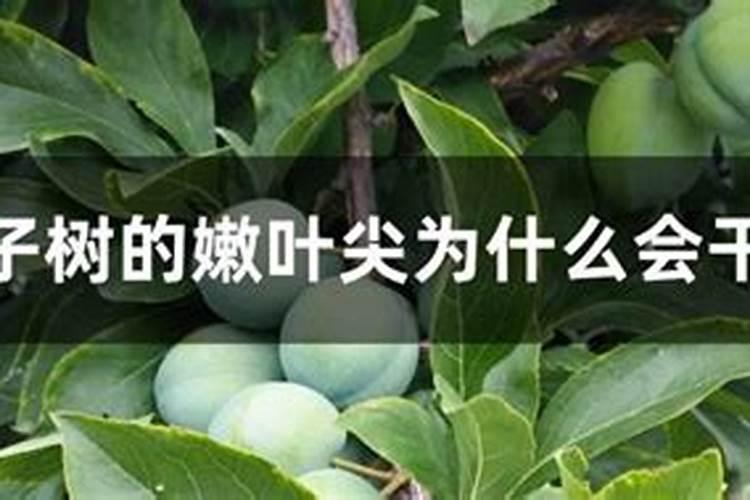 李子树叶面残缺是什么病？