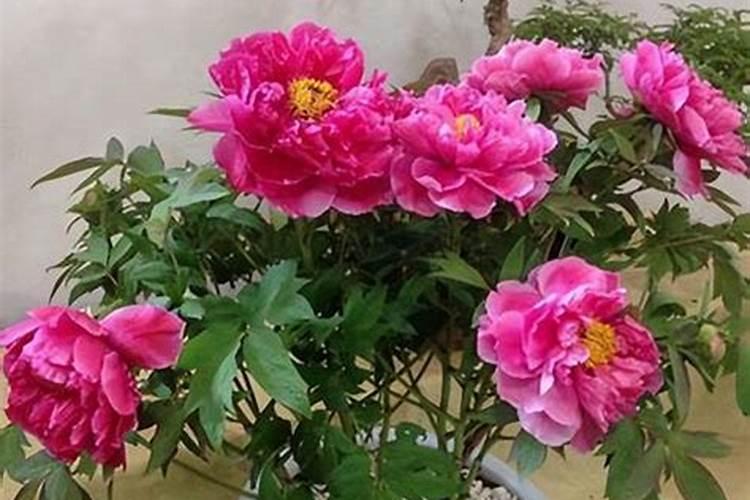 牡丹花什么时候施肥好