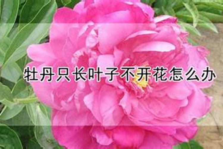 地栽牡丹施肥时间和方法是怎么样的？