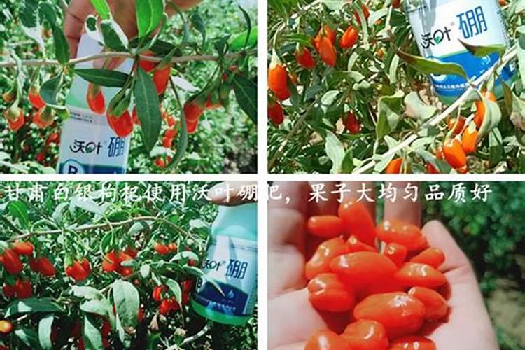 多肉植物用什么肥料比较好