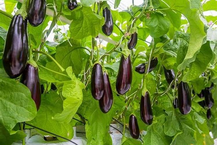 茄子长的慢喷什么叶面肥好？