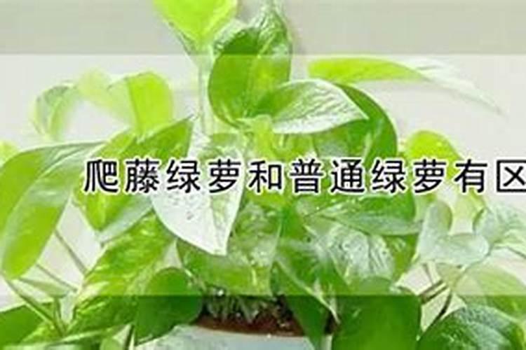 葡萄软化果柄用什么药