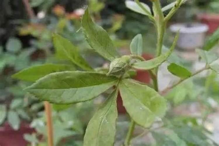 西葫芦需要冲施硼肥吗？