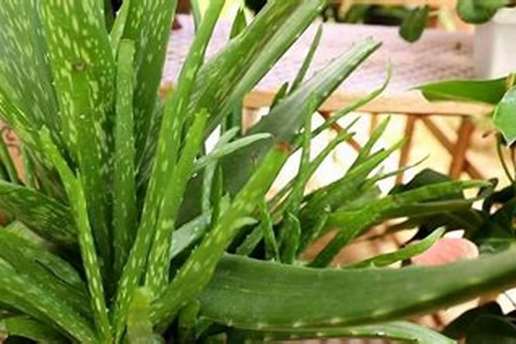 芦荟叶子干软(芦荟叶子干枯)