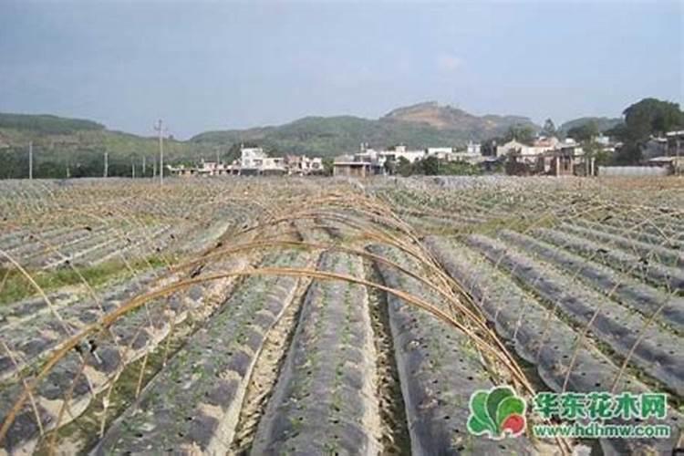 月季的扦插方法？月季怎么养可以开花更久？