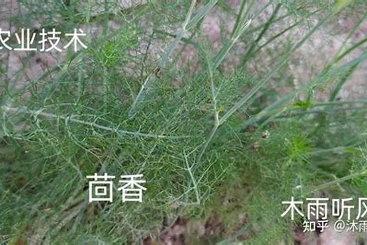 栽种八角想要增产增收,都有哪些误区要避开？