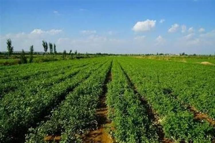 茶花移栽后多久施肥