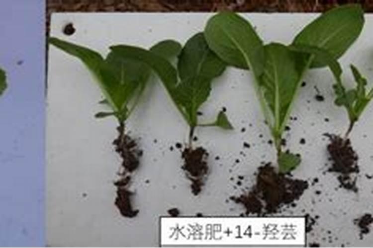 杜鹃花施什么肥最好 适合用什么肥料