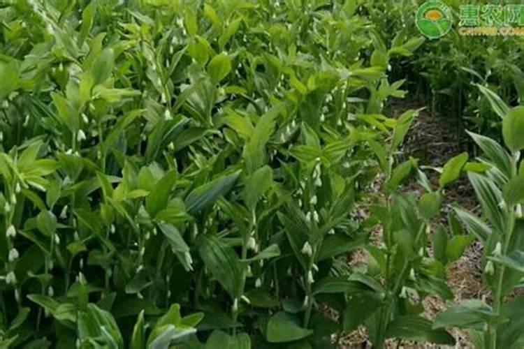 大玉竹用种子怎么种植,什么时候采种子？