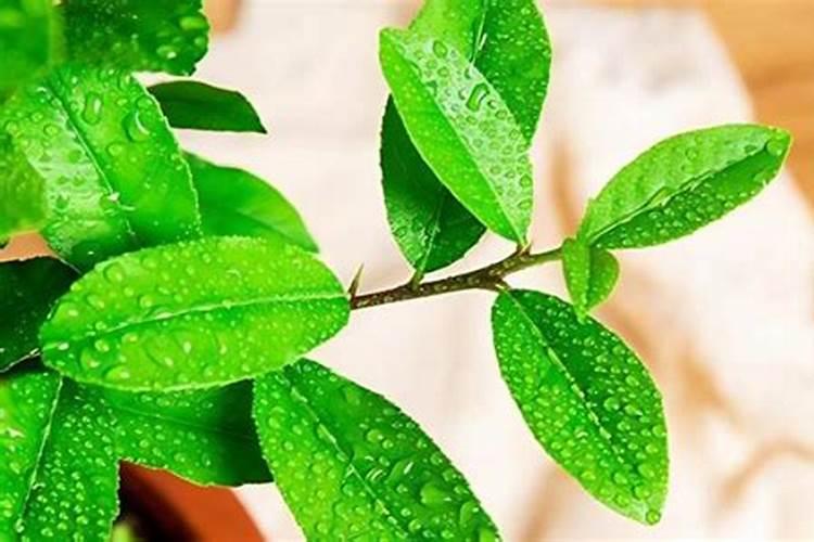柠檬树如何施肥呢？
