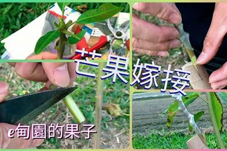 石榴的生长过程记录？(详细的记录生长过程)