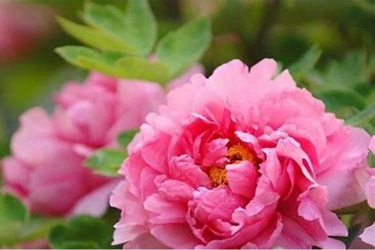牡丹施肥用什么肥料合适,种植牡丹花四大高效肥料