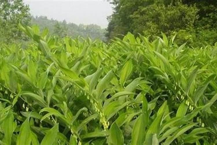玉竹施肥的时候有什么要注意的 玉竹施肥方法和注意事项
