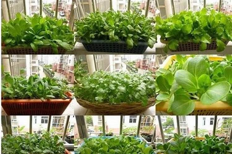 初中化学:土壤缺钾、氮、磷作物分别会有什么后果,这三种物质分别为作物...