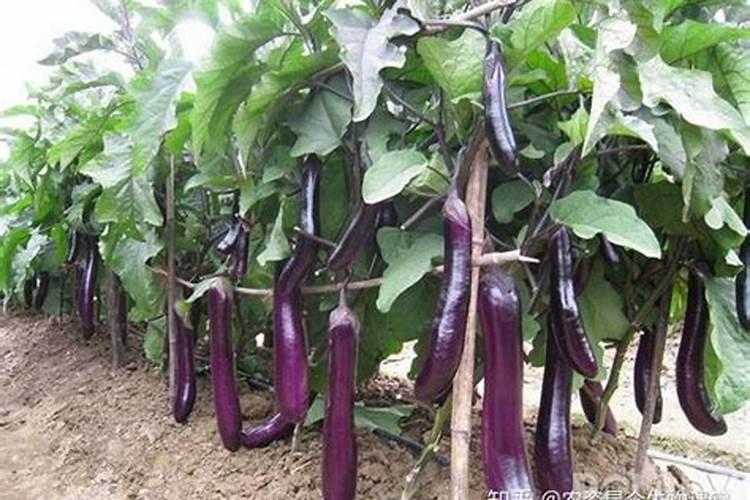 茄子苗用什么肥料最好