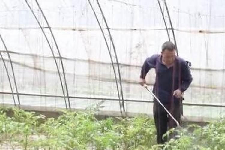磷酸二氢钾浇花使用方法