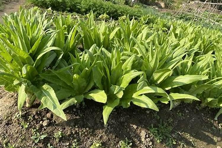 油麦菜种植方法和最佳时间