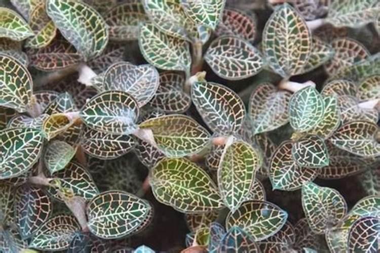木槿花需要什么肥料