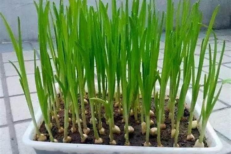 蒜苗施什么肥料最好