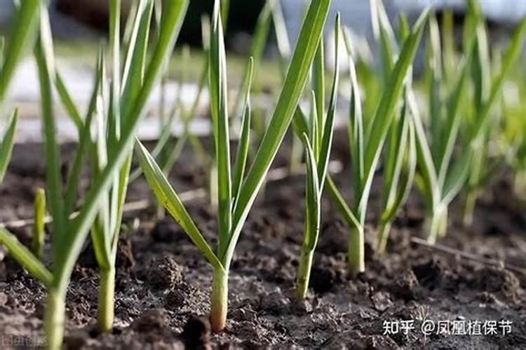 种植大蒜需要遵循哪些施肥原则呢