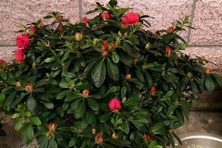 我移栽散花前用氟乐灵除草剂过量,移苗后不扎根,苗也不旺,怎么缓解百 ...